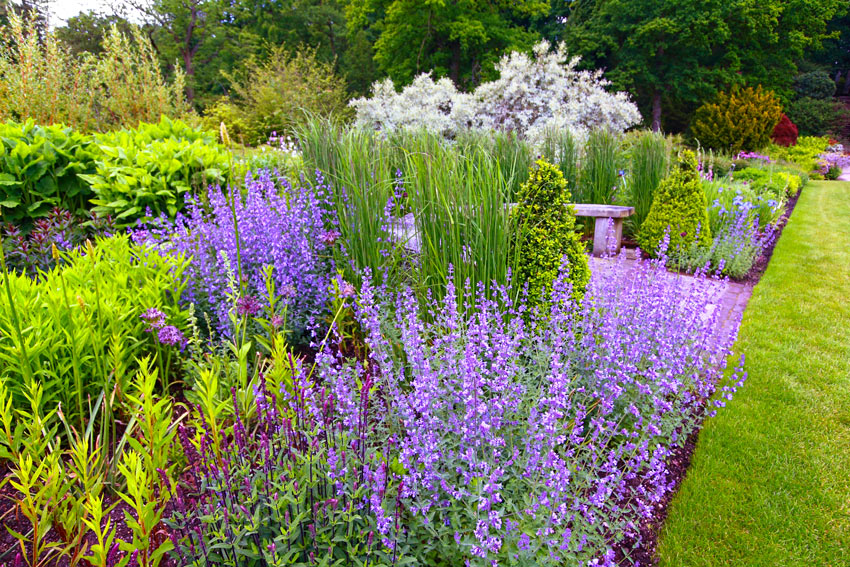 Aiuola con la lavanda per un giardino colorato e profumato.