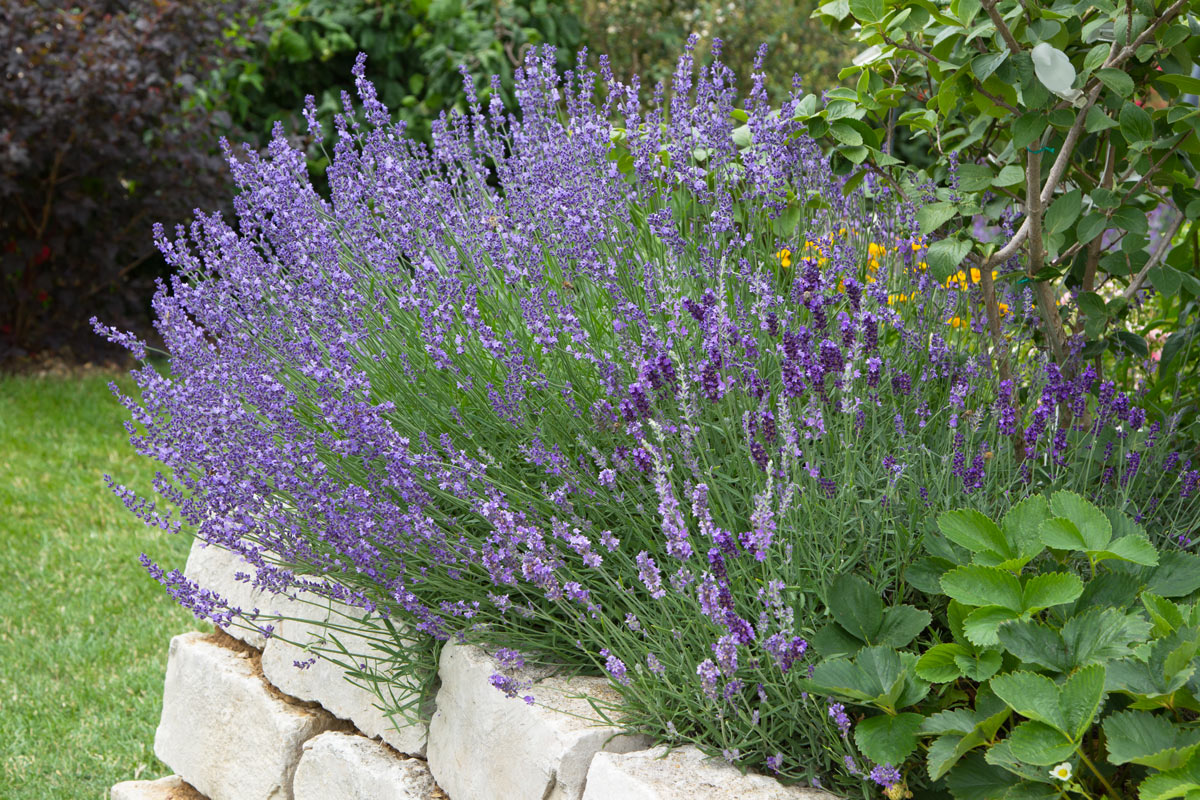 Aiuola di lavanda stile provenzale in giardino.