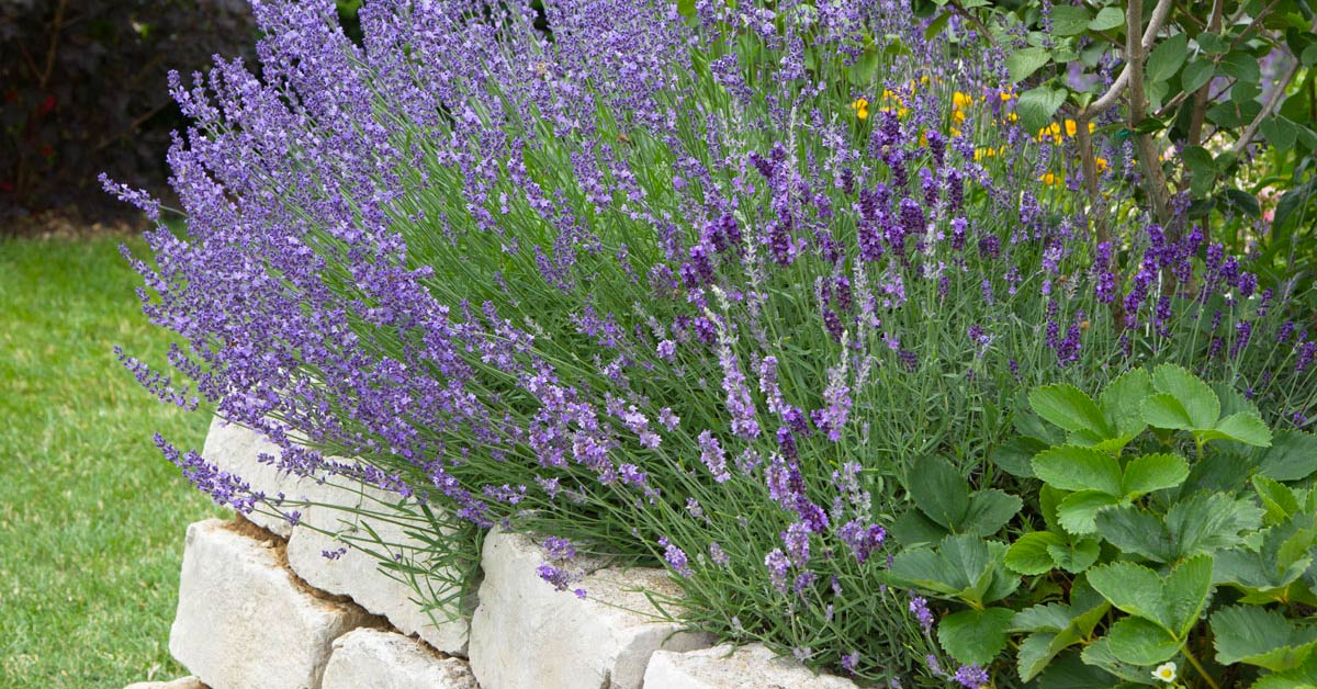 Aiuola di lavanda in giardino.