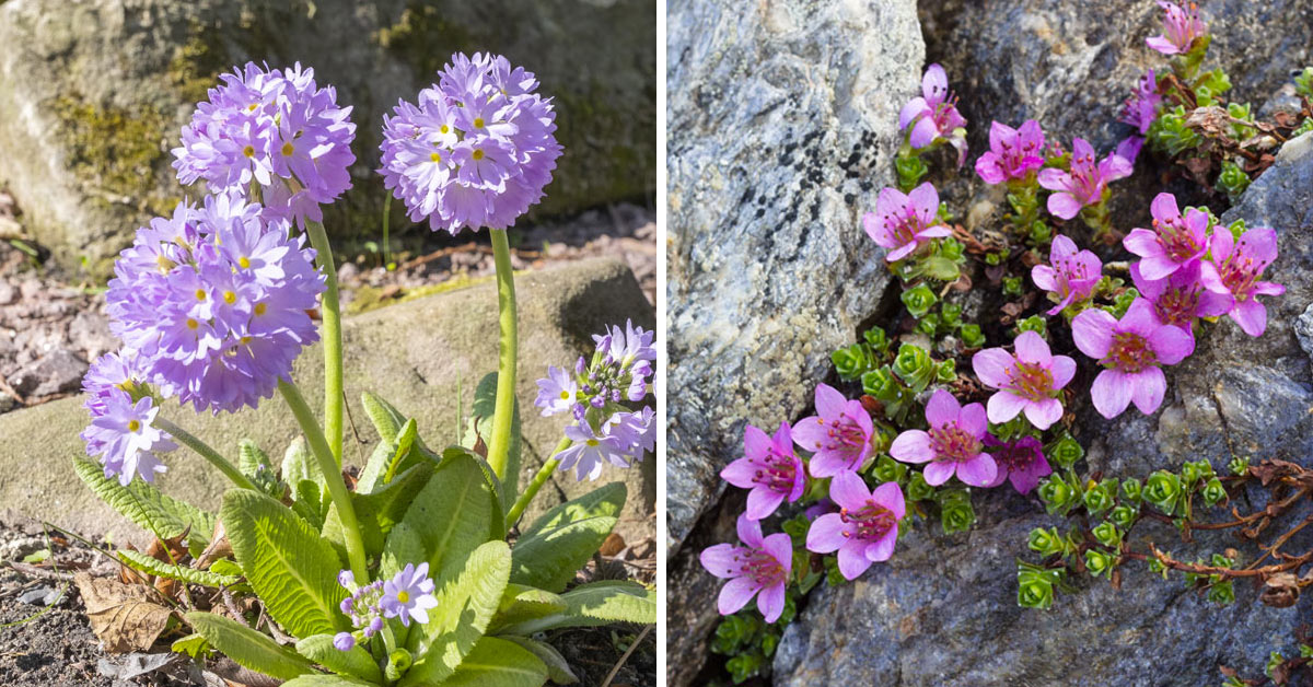 Specie di fiori per giardini rocciosi.