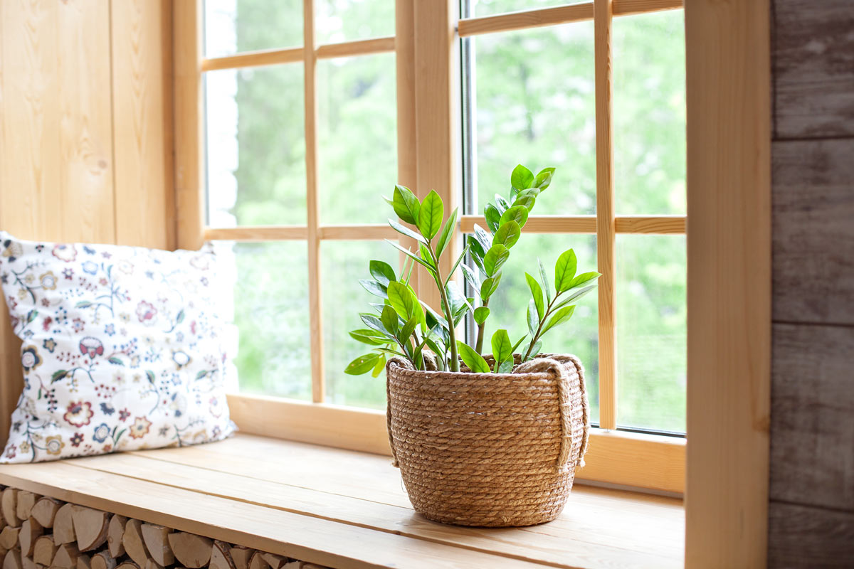 decorare la casa con la Zamioculcas, una bella pianta per interno.