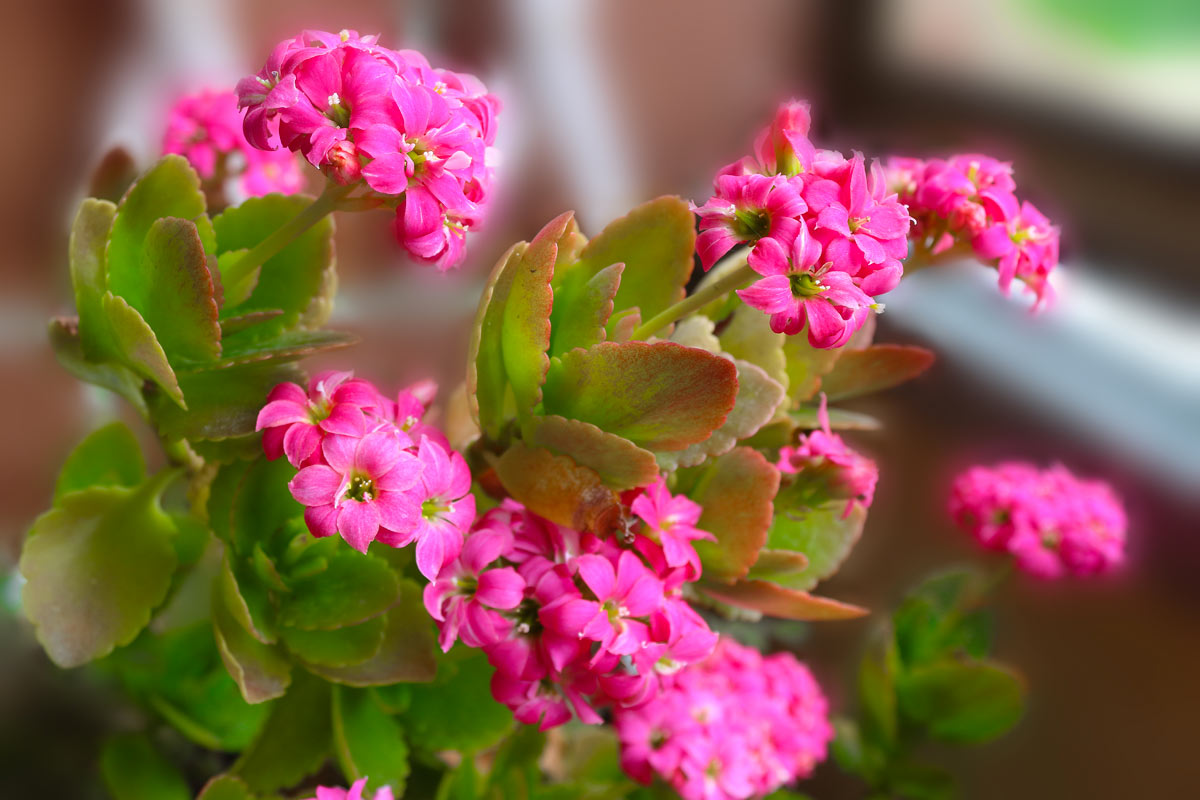 Kalanchoe, pianta grassa senza spine.