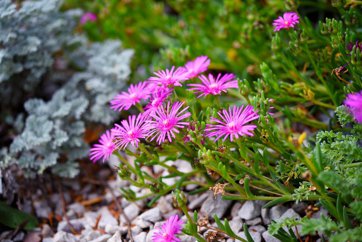 Delosperma è una pianta grassa colorata senza spine.