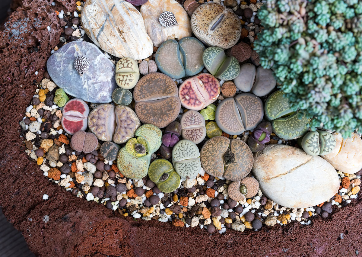 Lithops è un tipo di pianta grassa da giardino