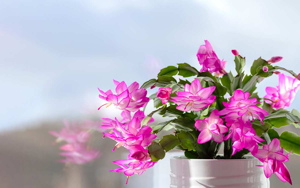 Cactus di natale in vaso con fiori fucsia.