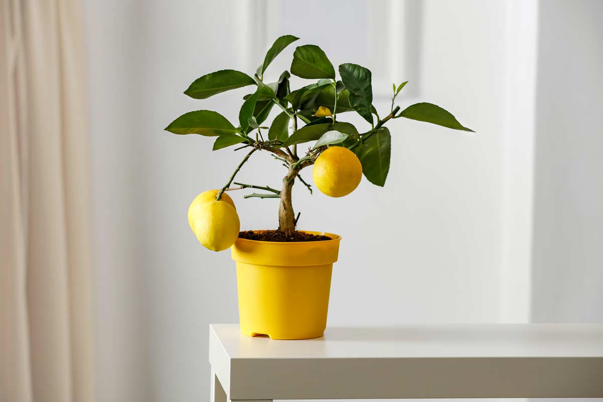 Albero di limone in vaso giallo.