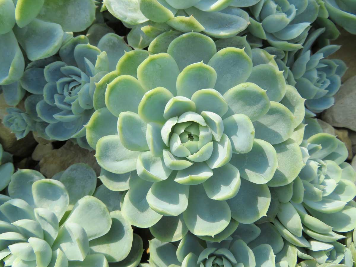 Echeveria