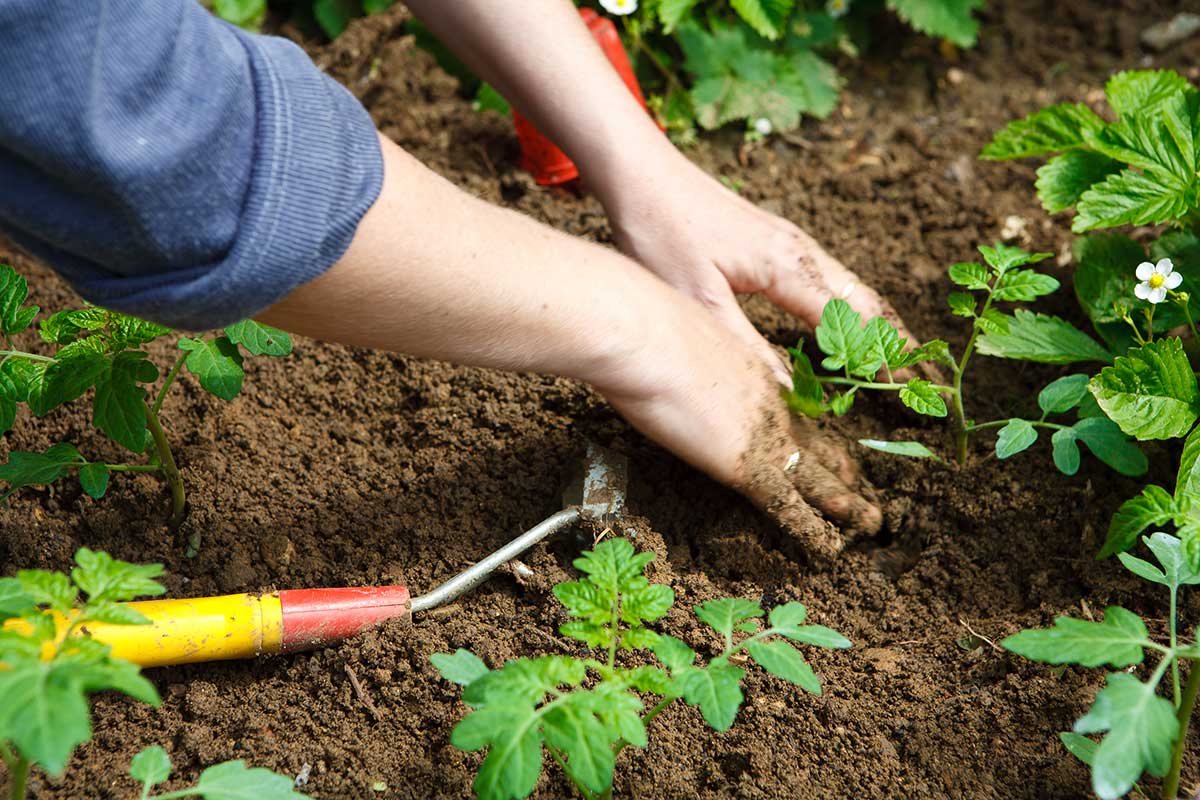 Talee di pomodoro nel terreno.