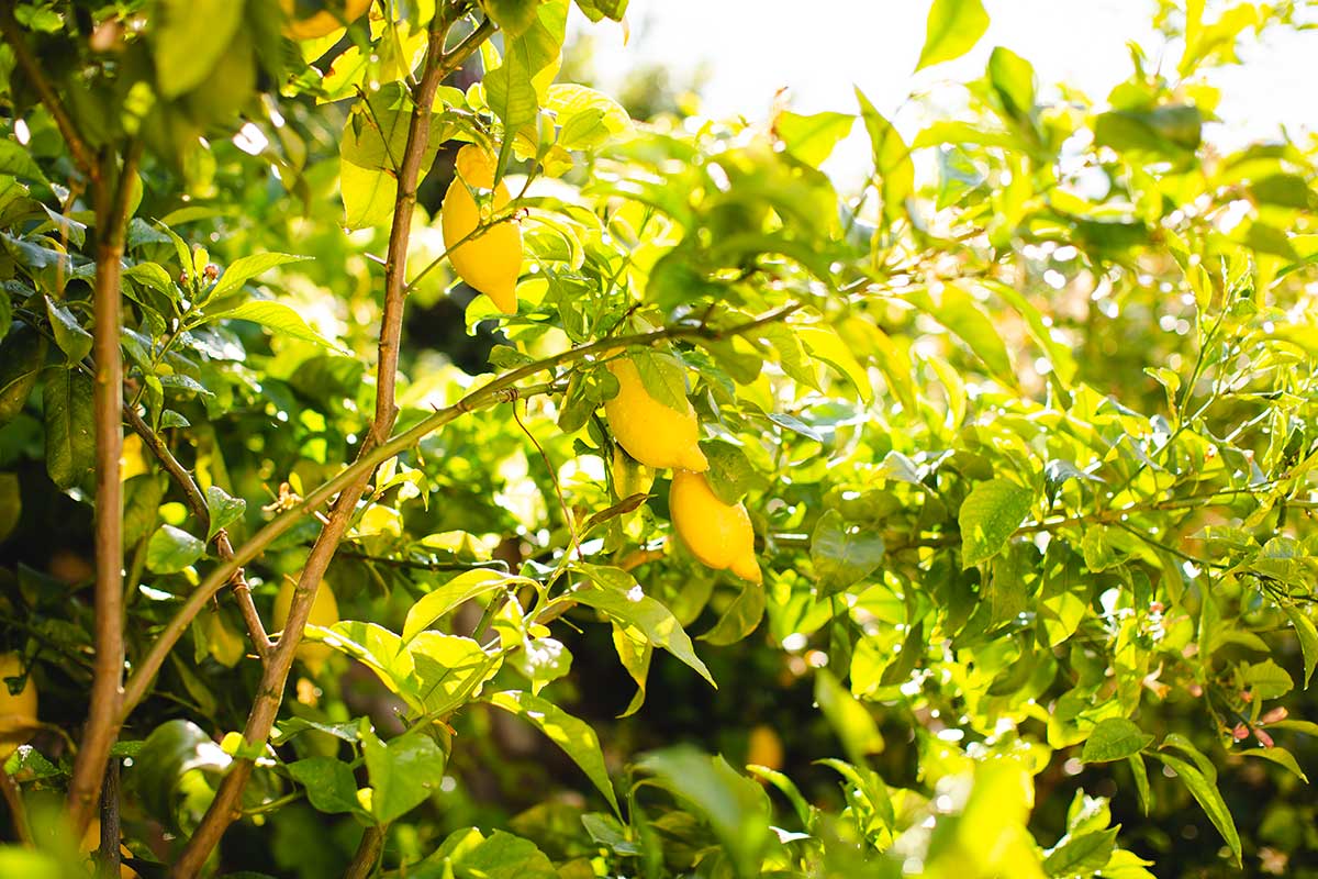 albero di limone