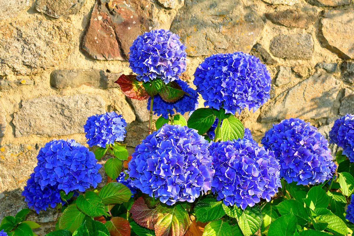 magnifiques hortensias bleus en plein soleil