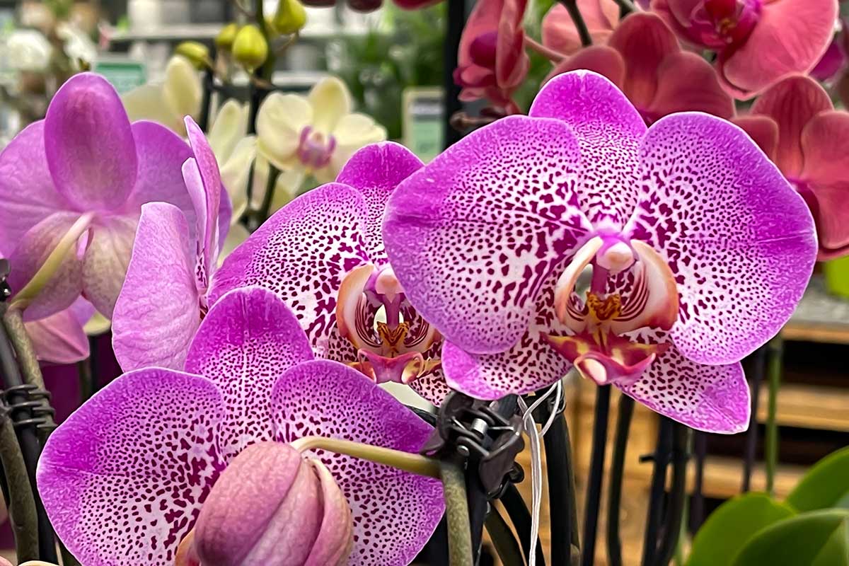 radici di orchidea