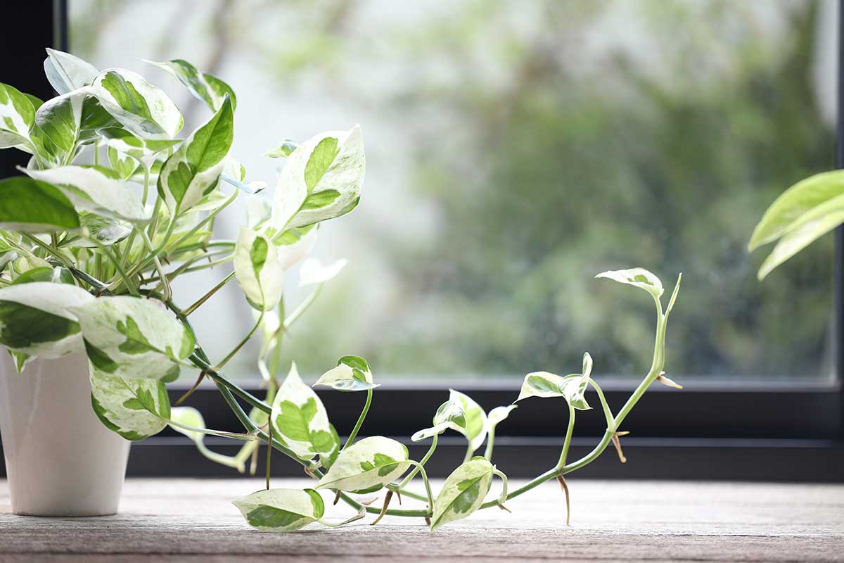 Pothos in casa.