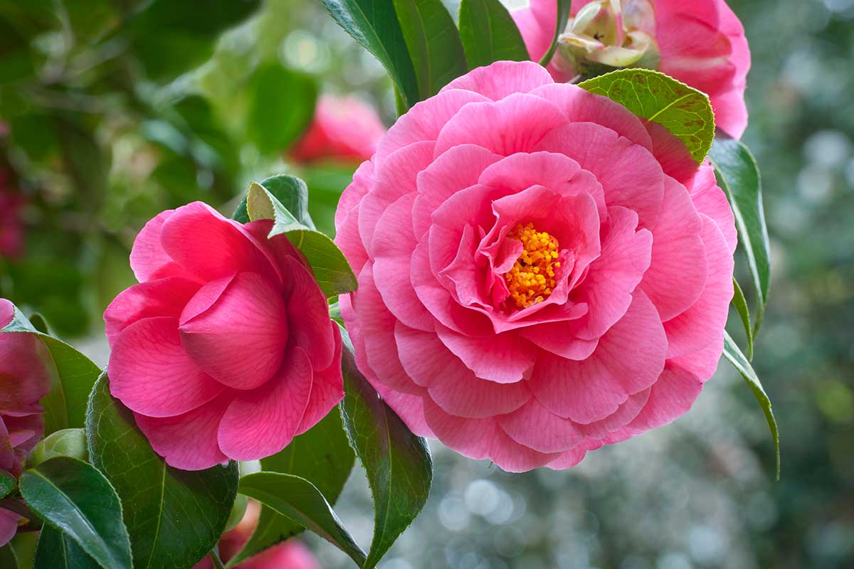 Camelia rosa