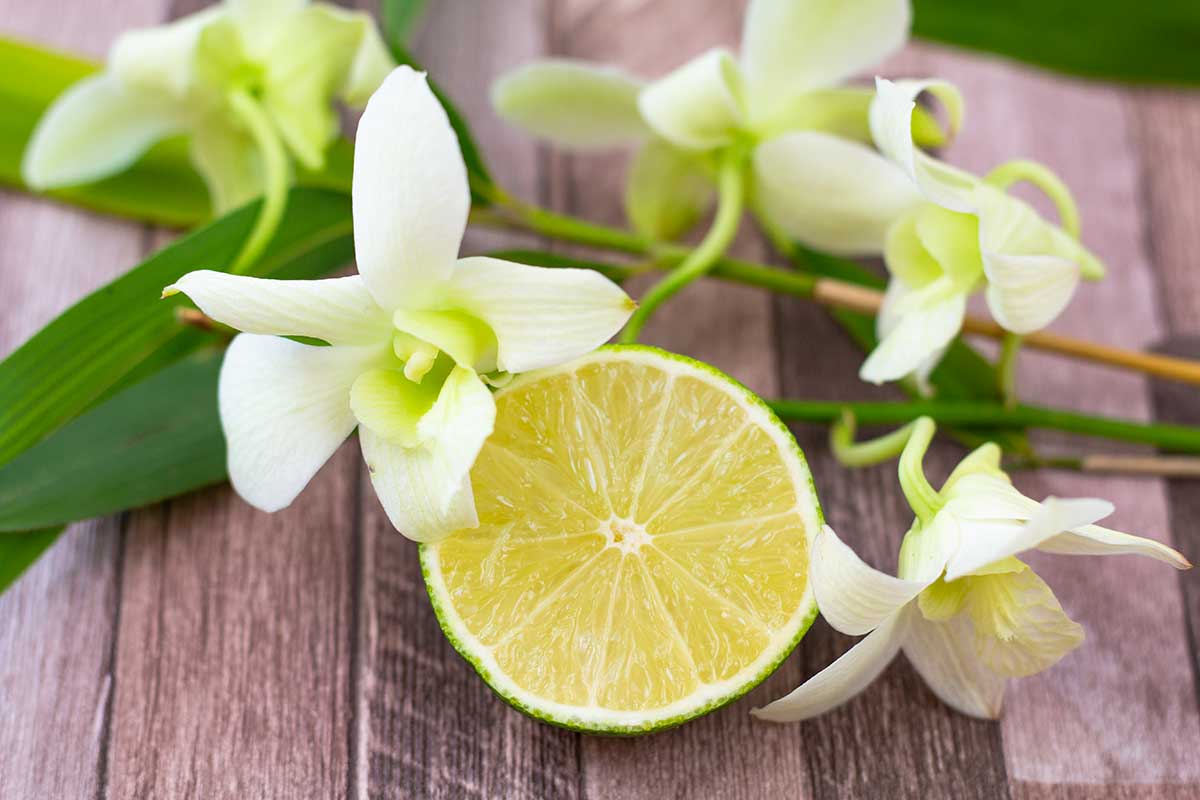 limone per un'orchidea