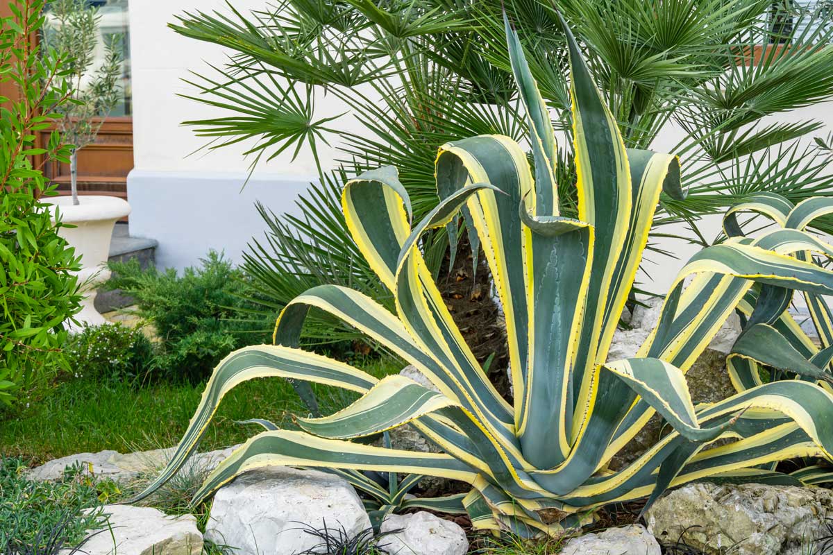 Agave americana in giardino.