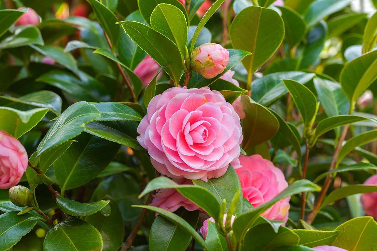 Camelia, il fiore dell'amore eterno