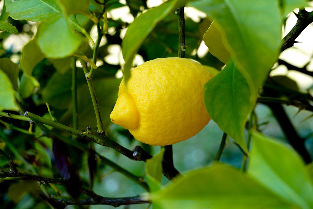 limone su un albero