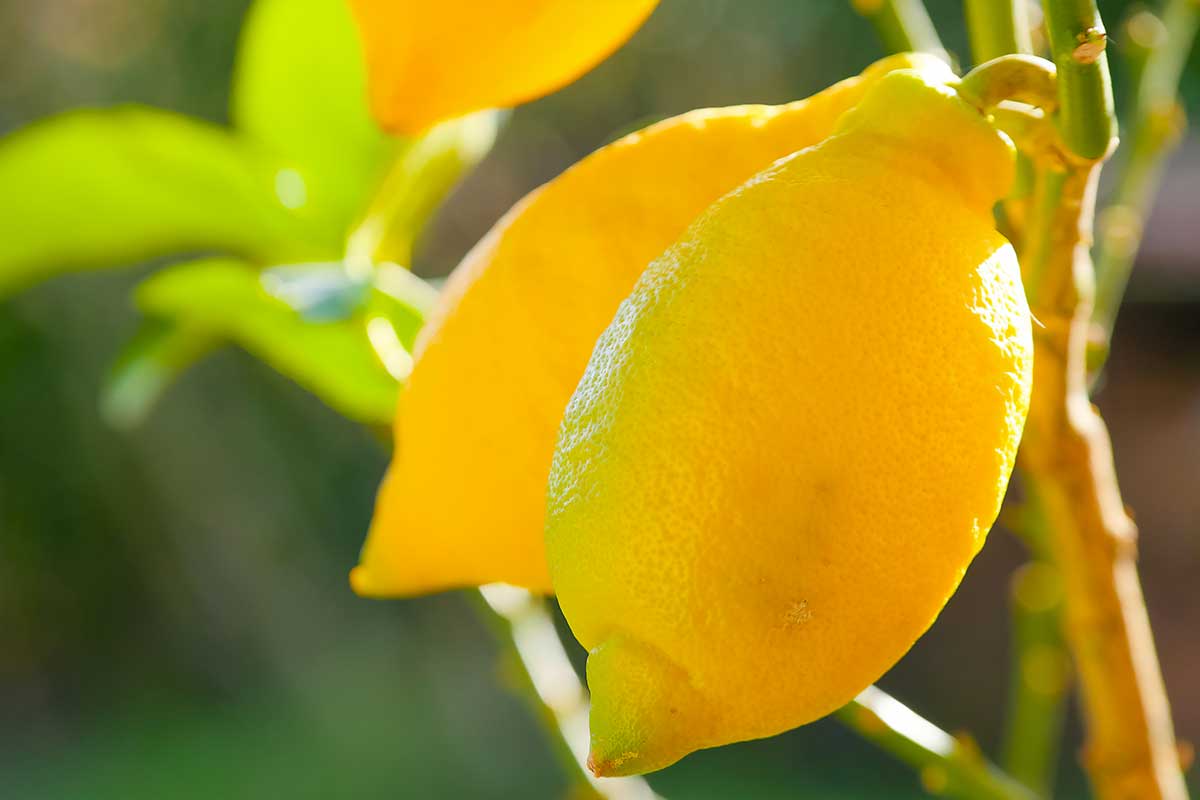fertilizzanti naturali per limoni