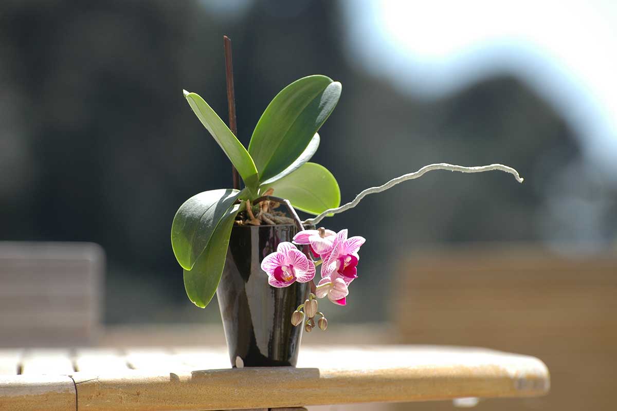 orchidea che si secca