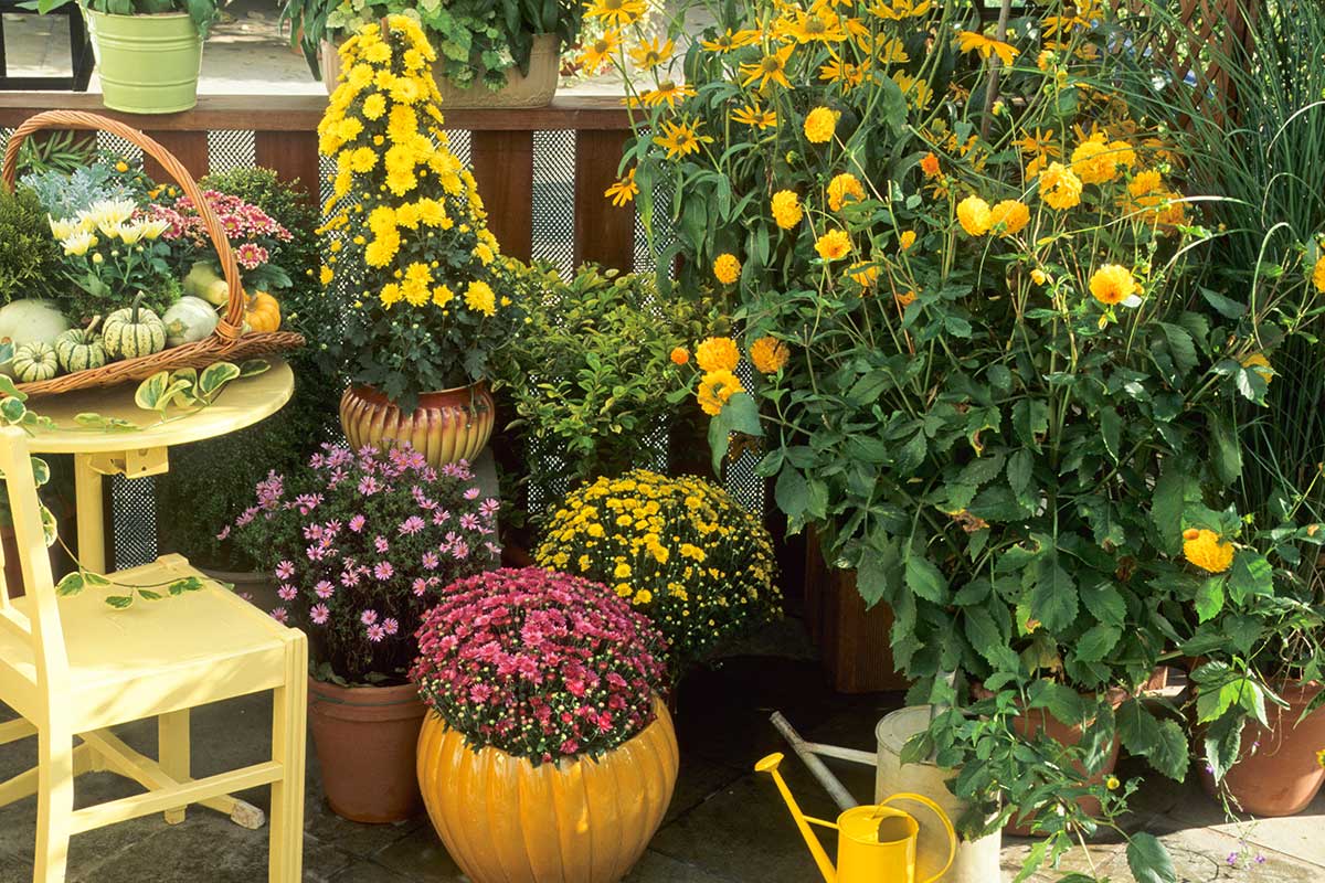 Giardinaggio sul balcone a settembre.