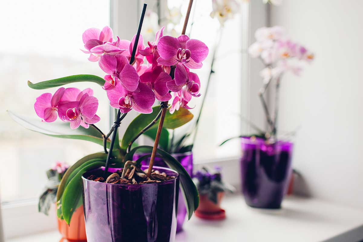 orchidee