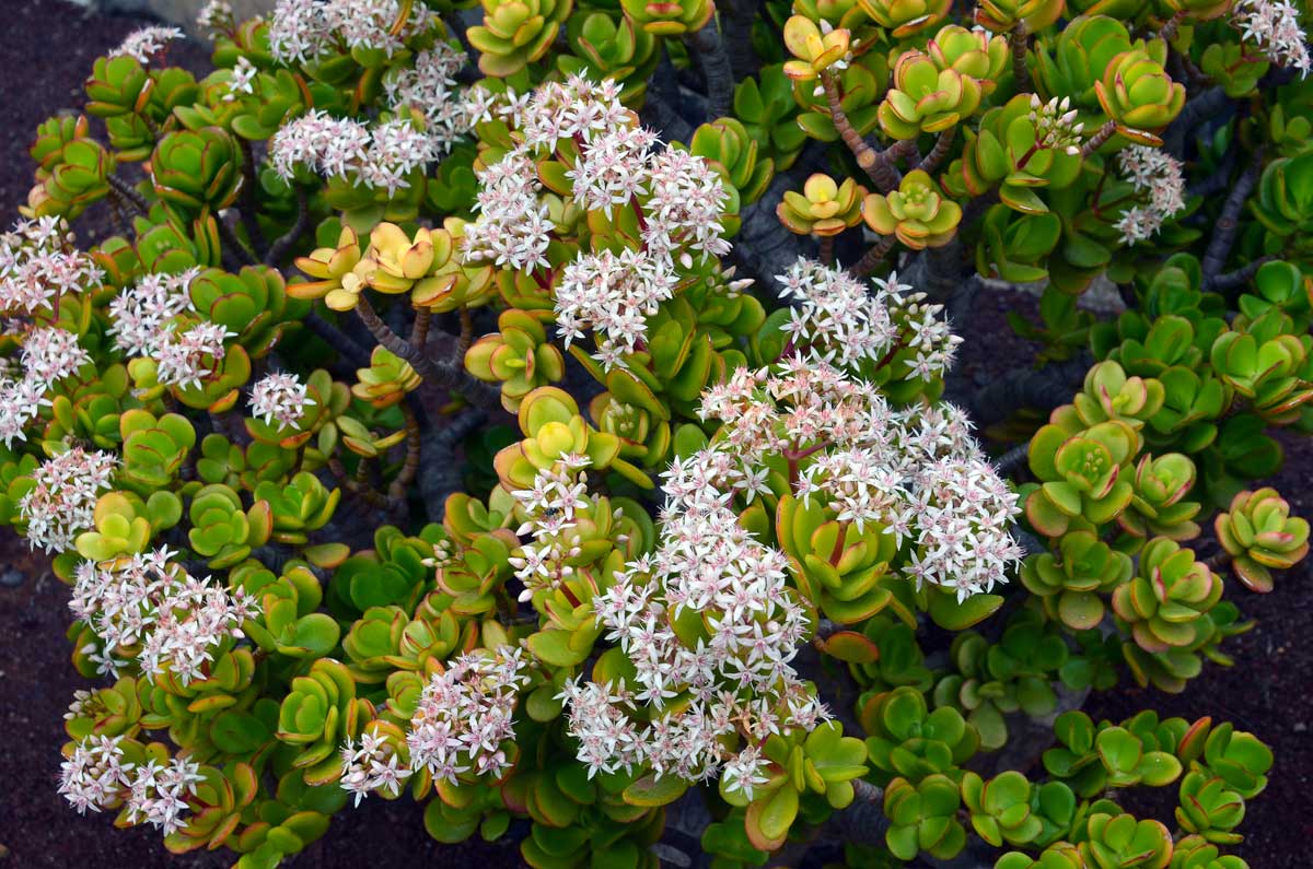 Crassula ovata, albero di giada