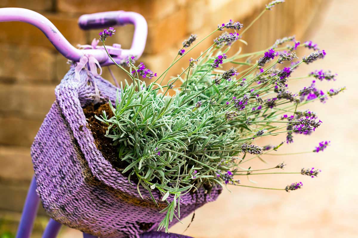 Decorazioni shabby fai da te con la lavanda