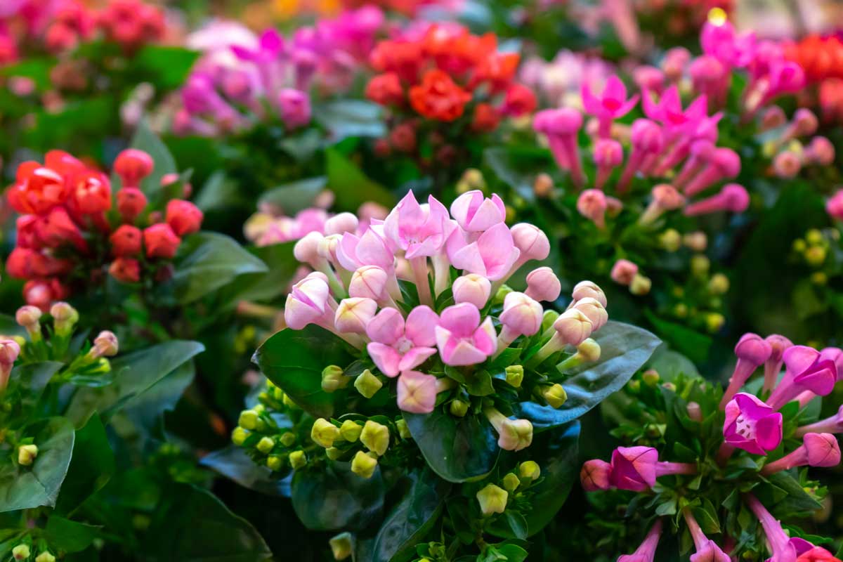 Kalanchoe