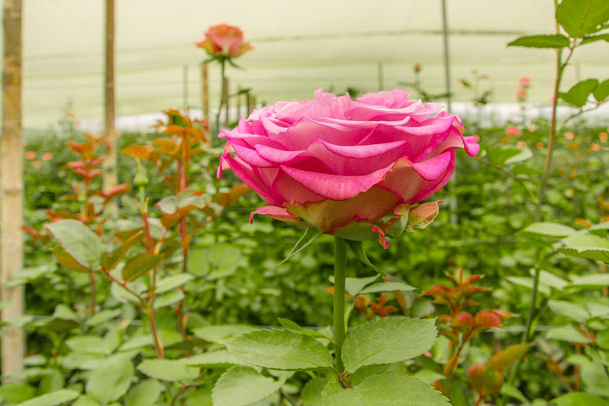rose dell'Ecuador