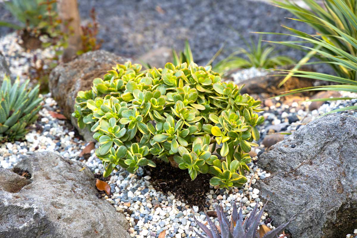 Crassula Ovata, plante grasse dans rocaille
