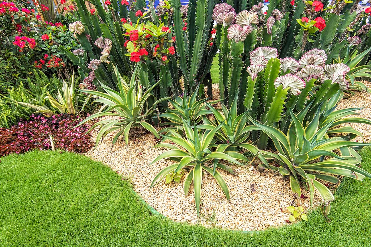 parterres de fleurs résistant avec Agaves