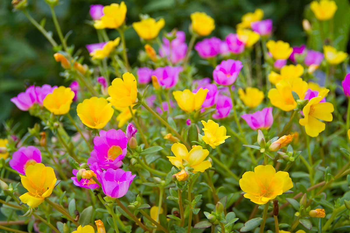 Portulaca violet et jaune dans un jardin.