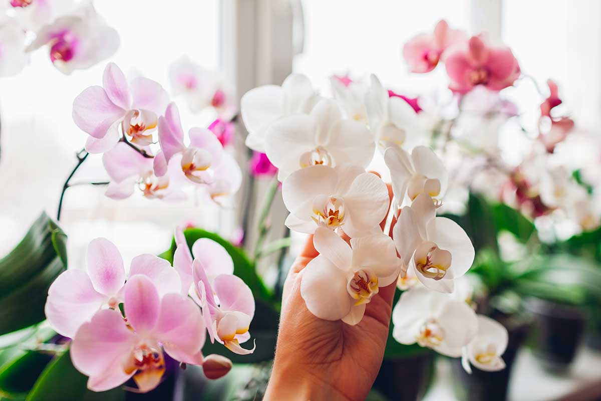 Concime per orchidee a base di patate.