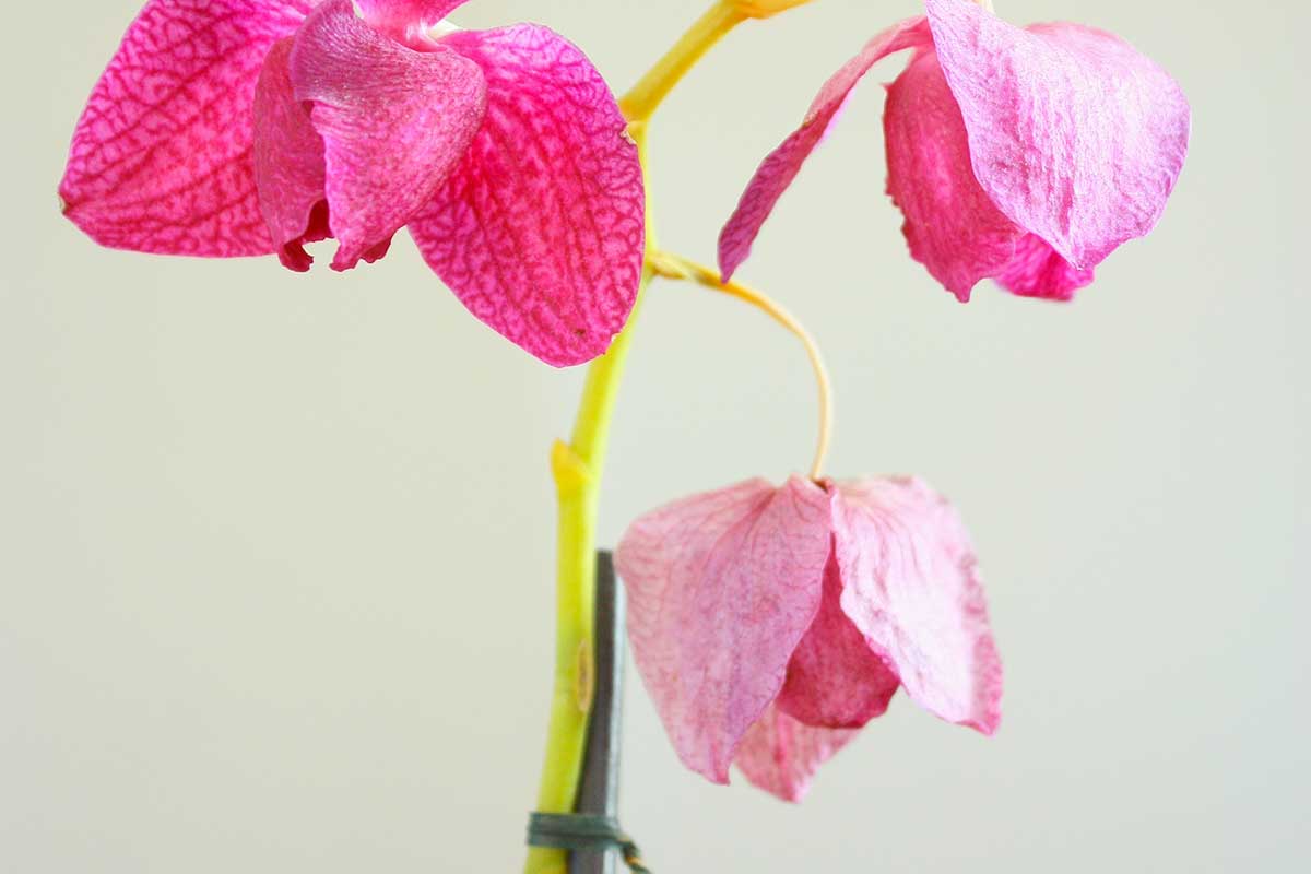 Fiori di orchidea appassiti.
