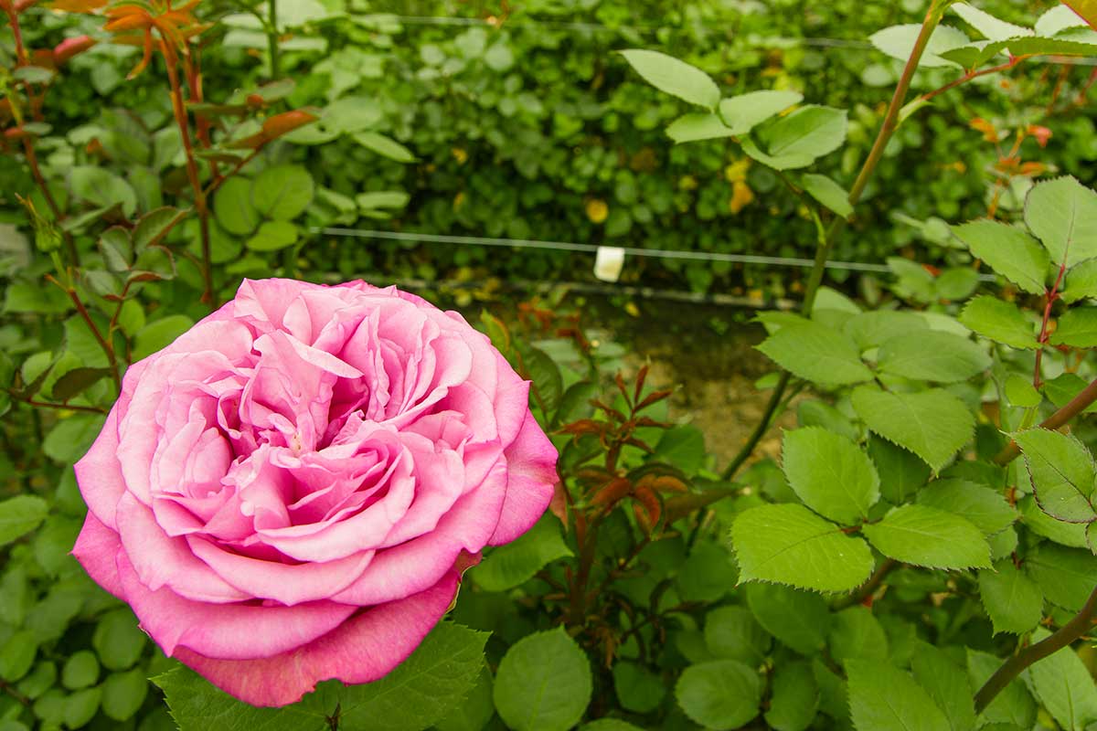 le rose che durano di più in un vaso